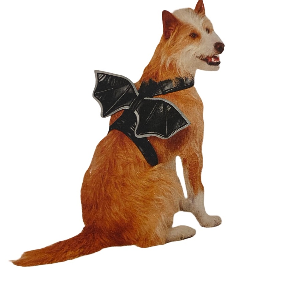 Black Bat Wing Dog